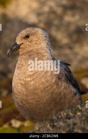 Porträt des südpolaren Skua Stercorarius maccormicki in der Antarktis Stockfoto