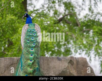 Indische Pfauenhuhn oder blauer Pfauenhuhn Pavo cristatus auf Felsen sitzend, selektiver Fokus. Stockfoto