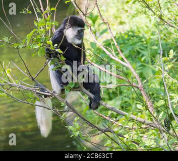 Junge Baby manled guereza Affe auch genannt Colobus guereza Essen Baum Blätter, Klettern Baum Zweig über dem Wasser, natürliches Sonnenlicht, kopieren Raum Stockfoto