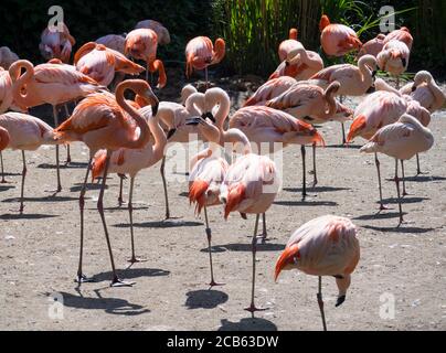 Gruppe von roten und rosa Flamingos stehen auf Schmutz. Chilenischer Flamingo Phoenicopterus chilensis und der amerikanische Flamingo Phoenicopterus ruber. Stockfoto