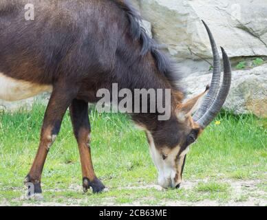 Nahaufnahme Porträt der männlichen Sable Antilope Hippotragus niger grasen auf grünem Gras. Sable Antilope bewohnt bewaldete Savanne in Ostafrika südlich von Stockfoto