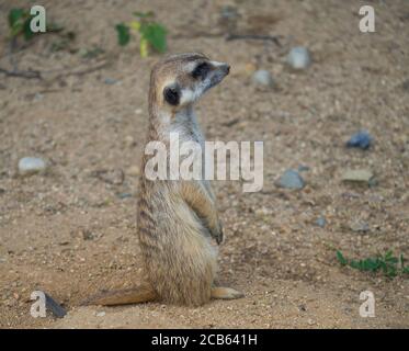 Nahaufnahme Porträt von stehenden Erdmännchen oder suricate, Suricata suricatta Profil Seitenansicht, selektiver Fokus, Kopierraum für Text Stockfoto