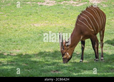 Nahaufnahme Porträt eines östlichen Bergbungos Tragelaphus eurycerus isaaci Beweidung auf einer Grasweide, vom Aussterben bedrohte Tierarten aus Afrika Stockfoto