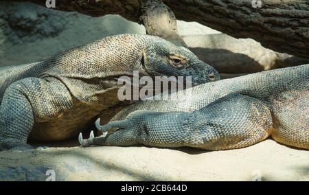 Nahaufnahme Porträt von Komodo Dragon liegend und Ruhe. Varanus komodoensis auch bekannt als der Komodo-Monitor, ist eine große Eidechse in der gefunden Stockfoto