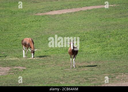 Zwei Erwachsene Blesbok oder Blesbuck Antilope, Damaliscus pygargus phillipsi, braunes Tier mit Hörnern, weiße Flamme im Gesicht, endemisch in Südafrika und Stockfoto