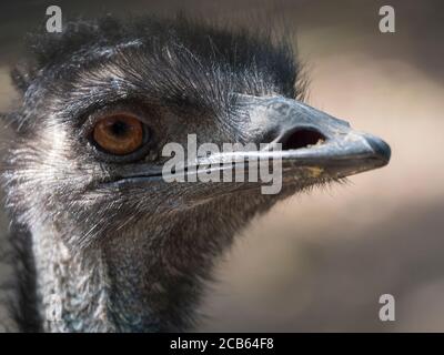 Nahaufnahme Profilportrait, Kopfaufnahme des australischen Emu,Dromaius novaehollandiae, verschwommen, natürlich, Bokeh Hintergrund, zweitgrößter Vogel der Welt Stockfoto