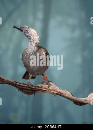 Nahaufnahme Porträt von behelmtem Friarbird, Philemon buceroides, sitzt auf Baum Ast auf blauem Bokeh Hintergrund. Sehr seltsamer langer Kopf, hässlicher Vogel Stockfoto