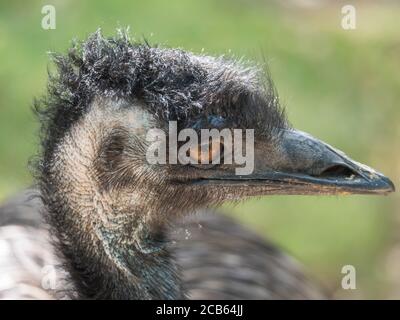 Nahaufnahme Profilportrait, Kopfaufnahme des australischen Emu,Dromaius novaehollandiae, verschwommen, natürlich, Bokeh Hintergrund, zweitgrößter Vogel der Welt Stockfoto