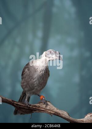 Nahaufnahme Porträt von behelmtem Friarbird, Philemon buceroides, sitzt auf Baum Ast auf blauem Bokeh Hintergrund. Sehr seltsamer langer Kopf, hässlicher Vogel Stockfoto