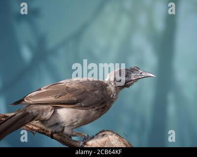 Nahaufnahme Porträt von behelmtem Friarbird, Philemon buceroides, sitzt auf Baum Ast auf blauem Bokeh Hintergrund. Sehr seltsamer langer Kopf, hässlicher Vogel Stockfoto