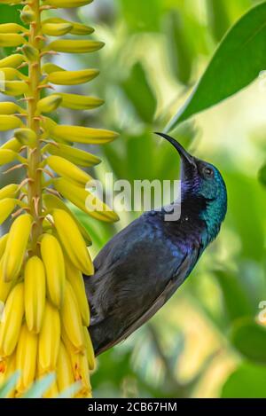 Männlicher Palestine Sunbird oder nördlicher Orangetufted Sunbird (Cinnyris oseus) Fütterung auf Nektar Stockfoto