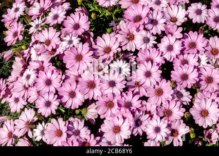 Cape Daisy Arctotis acaulis rosa Hybriden Osteospermum Stockfoto