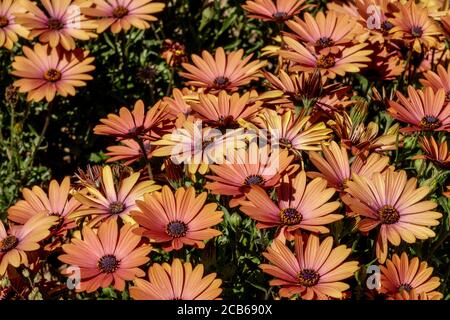 Afrikanische Gänseblümchen Arktotis acaulis orange Hybriden Stockfoto