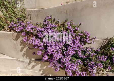 Fächerblume Scaevola aemula New Wonder in Keramik-Behälter, Topf, Behälter mit Blumen Stockfoto
