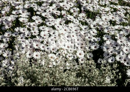 Weiße afrikanische Gänseblümchen Arctotis acaulis weiße Hybriden Osteospermum Stockfoto