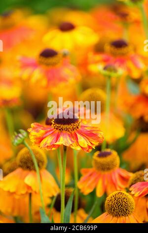 Helenium 'Sahlins frühe Blumenerin'. Sneezezeed 'Sahlin's frühe Blüher'. Gänseblümchen-ähnliche, gelbe Blüten mit einer roten Färbung, die sich im Alter zu rot färben Stockfoto