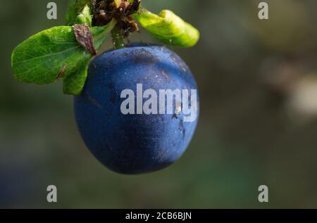 Bromthorn Beeren (Schlehen) in Makro Stockfoto