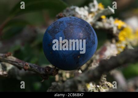 Bromthorn Beeren (Schlehen) in Makro Stockfoto