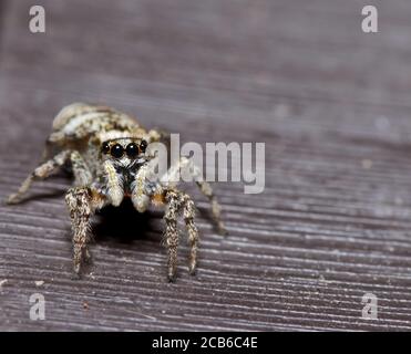 zebra springende Spinne im Makro Stockfoto