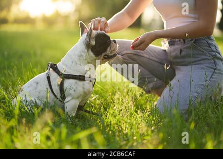 Unkenntlich Frau Ausbildung und Streicheln reinrassige französisch Bulldogge trägt Leine. Nahaufnahme von Leckereien, die von der Hand der Hundebesitzerin im Stadtpark riechen, Sommertag. Konzept der Tierausbildung. Stockfoto