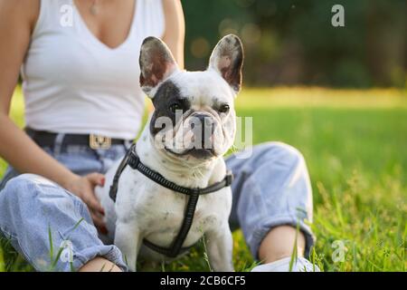 Nahaufnahme der niedlichen französisch Bulldogge sitzt auf Gras mit Frau. Nicht erkennbare weibliche Besitzerin hält Haustier mit Leine, sitzt in der Nähe im Sommer Stadtpark. Haustiere, Haustiere Konzept. Stockfoto