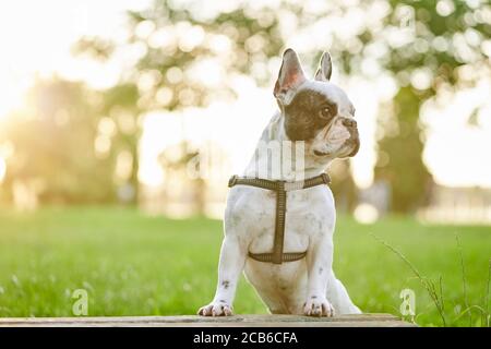 Vorderansicht der freundlichen französisch Bulldogge tragen Leine posiert im Freien, schönen Sommer Sonnenuntergang auf dem Hintergrund. Nette Hausrasse weiß und braun Haustier suchen beiseite, genießen Spaziergang im Park an sonnigen Tag. Stockfoto