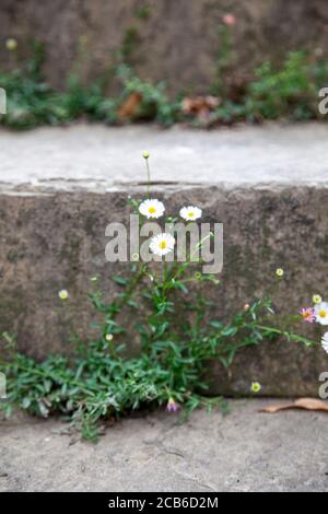 Daisy Blume Unkraut wächst auf Stufen Stockfoto