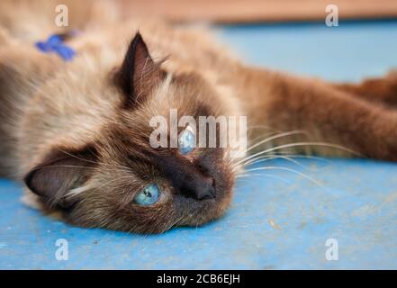 Nahaufnahme einer faulen Katze mit blauen Augen Stockfoto