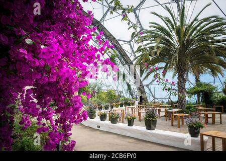 Bougainvillea wächst im Mittelmeer-Biom im Eden-Projektkomplex in Cornwall. Stockfoto