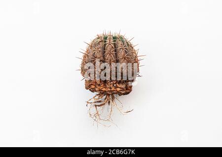 Kaktus-Krankheit trockene Wurzelfäule durch Pilze verursacht, schwere Schäden Pilze infiziert Melocactus isoliert auf weißem Hintergrund zeigt schwere Schäden an der Haut und r Stockfoto