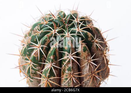 Kaktuskrankheit trockene Wurzelfäule durch Pilze verursacht, schwere Schäden Pilze infiziert Gymnocalycium Kaktus isoliert auf weißem Hintergrund zeigt schwere Damm bei s Stockfoto