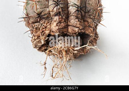 Kaktuskrankheit trockene Wurzelfäule durch Pilze verursacht, schwere Schäden Pilze infiziert Gymnocalycium Kaktus isoliert auf weißem Hintergrund zeigt schwere Damm bei s Stockfoto