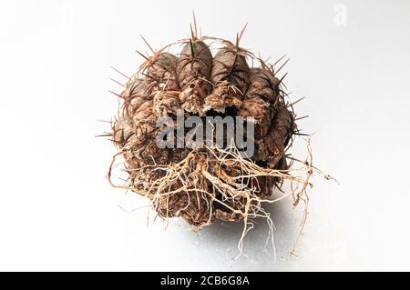 Kaktuskrankheit trockene Wurzelfäule durch Pilze verursacht, schwere Schäden Pilze infiziert Gymnocalycium Kaktus isoliert auf weißem Hintergrund zeigt schwere Damm bei s Stockfoto