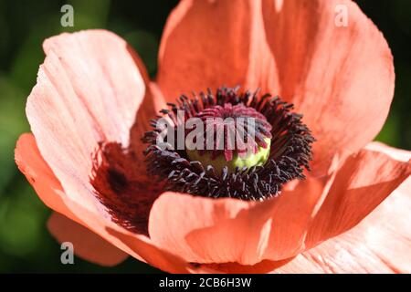 Orientalische Mohnblume aus nächster Nähe. Stockfoto