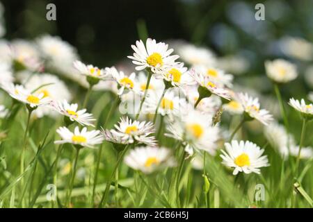 Weiße Gänseblümchen Bellis perennis blüht auf dem Rasen im Garten. Stockfoto