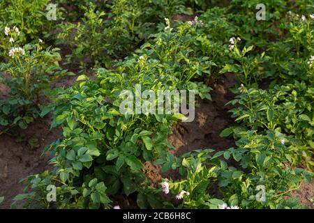 Kartoffelpflanze mit Blumen im Garten Stockfoto