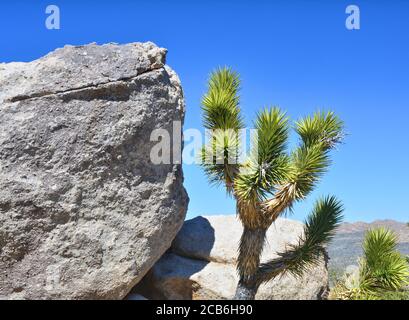 Joshua Baum in Mojave National Preserve. Felsformation. Teutonia Peak Trail. Stockfoto