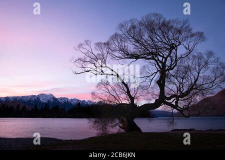 Winterweide am Wakatipu-See bei Sonnenaufgang mit den Remarkables in der Ferne, Queenstown, Neuseeland Stockfoto