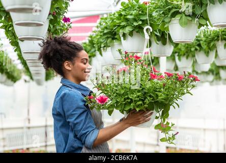 Blumen im Gewächshaus und Arbeit des Gärtners gewachsen. Mädchen, die an der Decke hängende Topfblumen betrachten Stockfoto