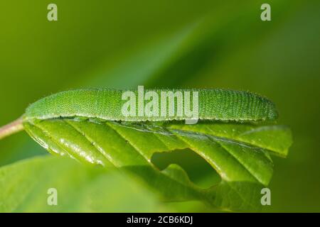 Schwefel Schmetterling raupe, Gonepteryx rhamni auf Erle Sanddorn, Frangula alnus Stockfoto