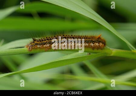 Trinker Moth caterpillar, Euthrix potatoria, on Common Reed, Phragmites australis Stockfoto