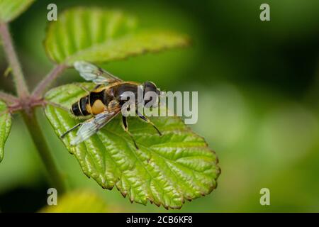 Schwebfliege, Eristalis horticola auf einem Brambleaf Stockfoto