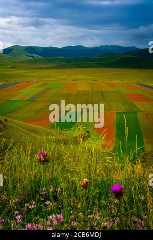 Europa, Italien, Umbrien, Perugia Bezirk, Castelluccio von Norcia blühenden, Monti Sibillini Nationalpark. Stockfoto