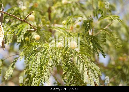 Akazie concinna Baum, grüne hängende Blätter und gelbe Puffball Blumen und Früchte in einem australischen Garten. Stockfoto