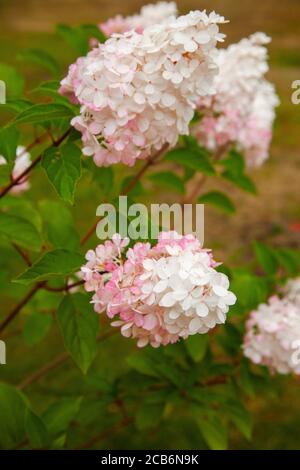 Hortensia Paniculata 'Vanille Fraise' (Cremig weiße kegelförmige Blüten, die zu dunklem Rosarot verblassen Im Sommer) Stockfoto