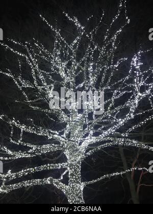 Weiße Fadenlichter, die einen Baum in Kew Gardens bedecken London Stockfoto