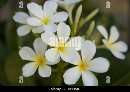 Plumeria. Ein tropischer Frangipani-Baum in Australien, dessen Blüten für den hawaiianischen Leis-Kranz verwendet werden Stockfoto