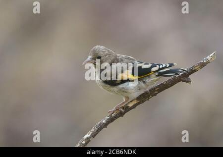 Jungvogel, Carduelis carduelis, auf einem Zweig, der Wasser trinken will. Spanien. Stockfoto