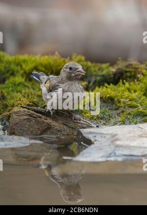 Jugendlicher Goldfink, Carduelis carduelis, Trinkwasser. Spanien. Stockfoto