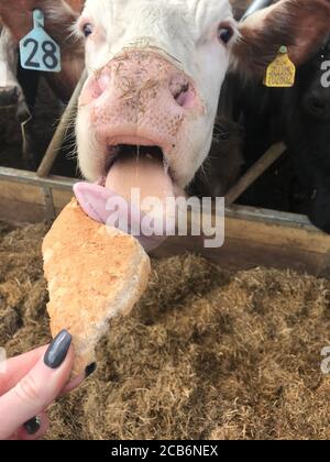 Kuh, die Brot durch die Riegel ihrer Feder isst Stockfoto